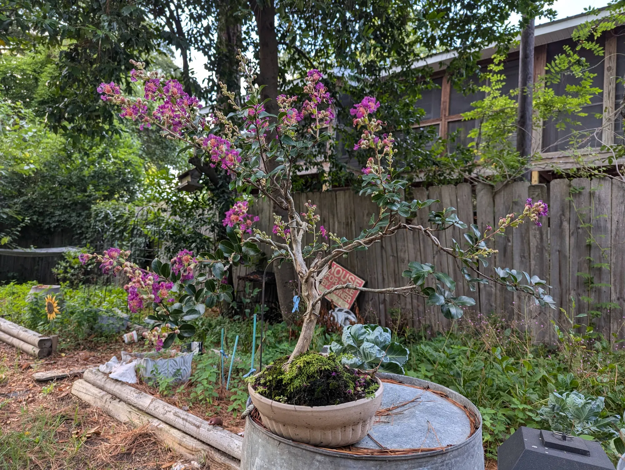 Jay Jordan - Crepe Myrtle Bonsai 1 of 3