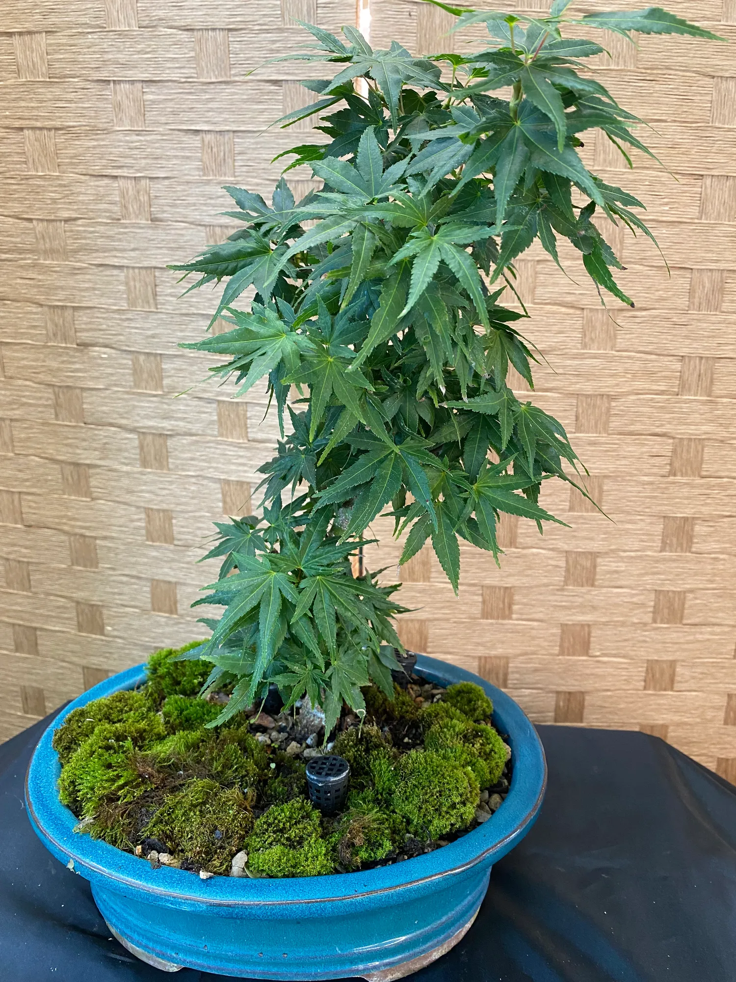 Japanese Maple Mikawa Yatsabusa
