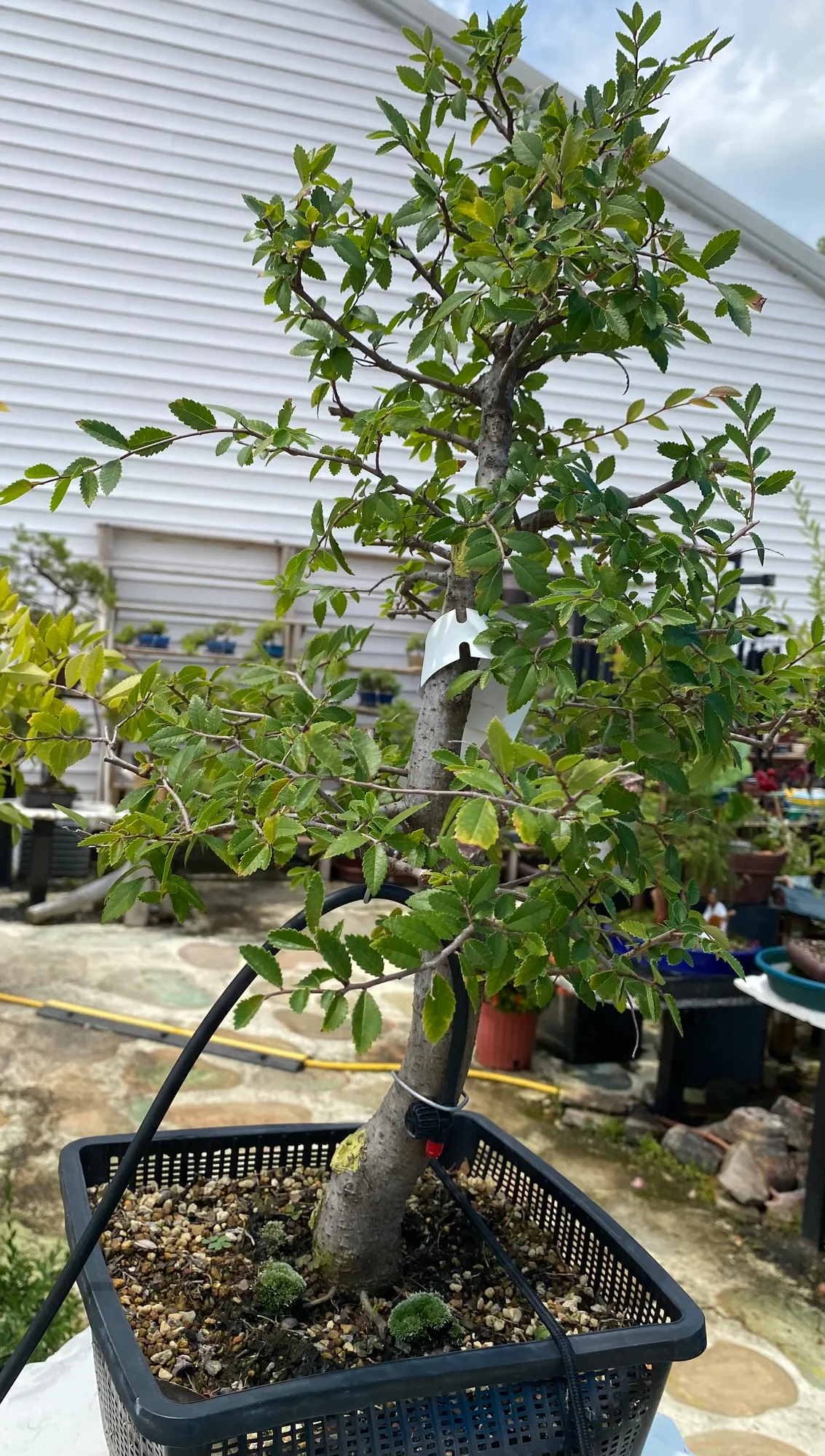 Collected Chinese Elm